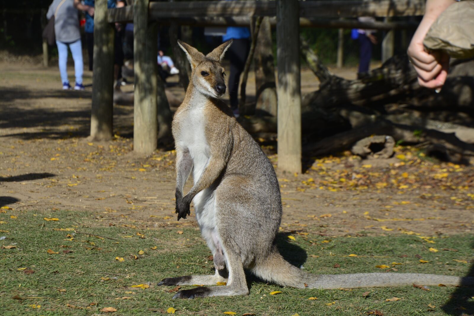 Nikon D5200 sample photo. Australia, brisbane, animal photography