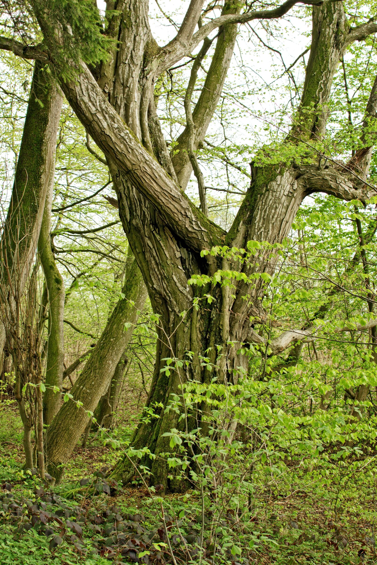 Nikon D7100 sample photo. Tree, individually, old photography
