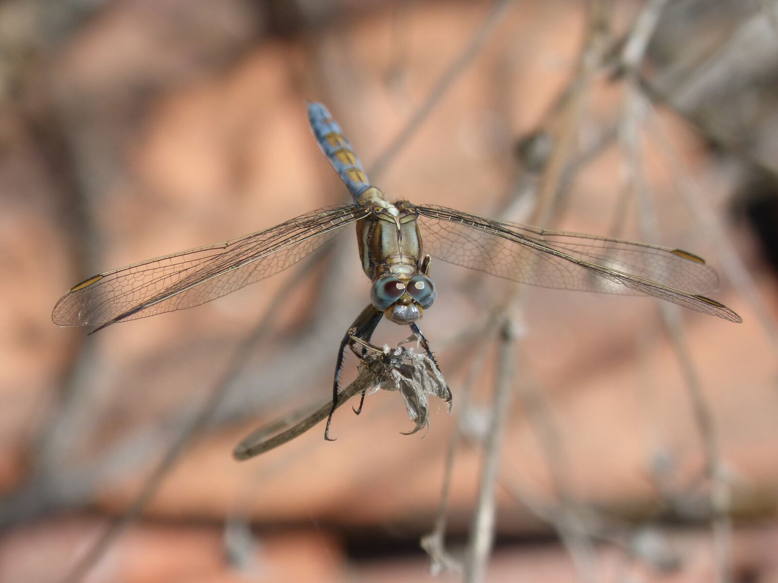 Panasonic DMC-FZ62 sample photo. Dragonfly, blue dragonfly, orthetrum photography