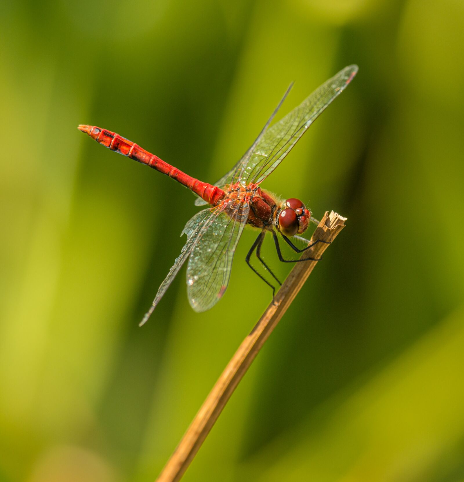 Nikon D800E sample photo. Dragonfly, insect, red photography