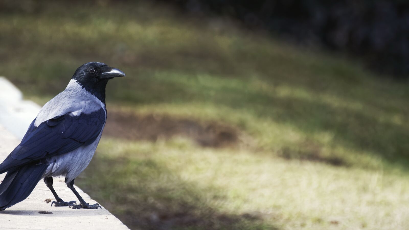 Nikon D5300 sample photo. Crow, bird, plumage photography