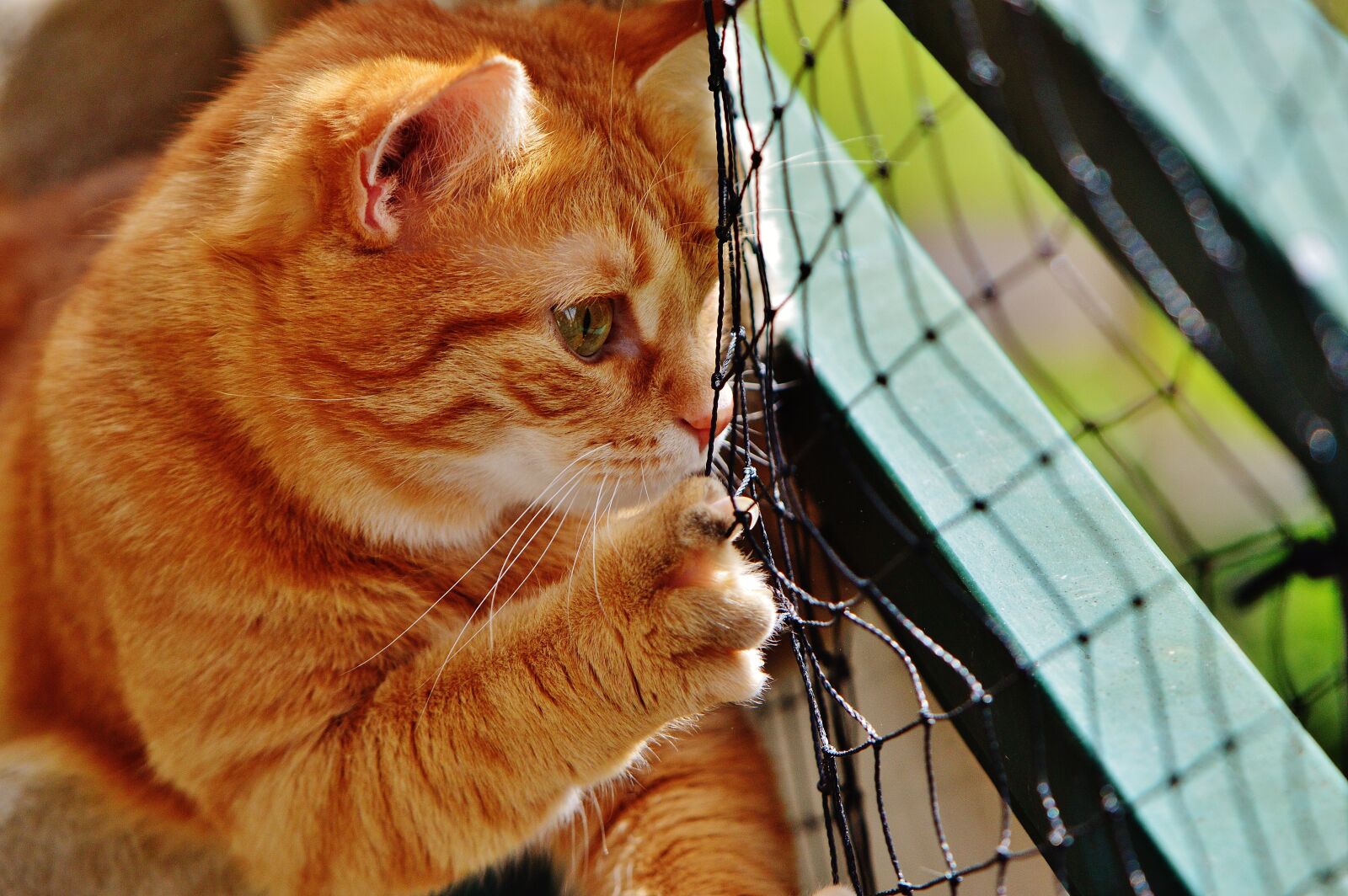 Nikon D3200 sample photo. Cat, red, cute photography