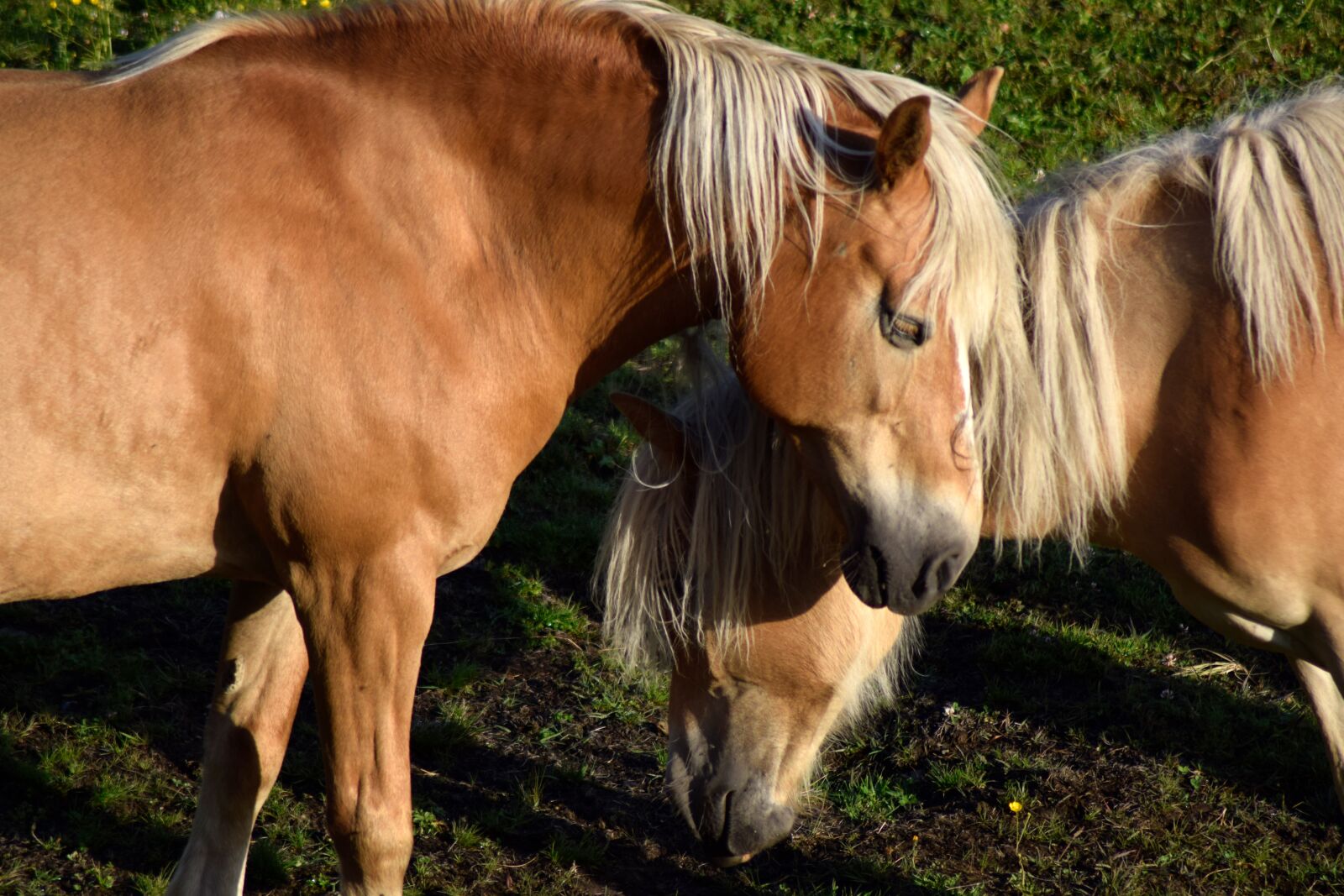 Nikon D5300 sample photo. Haflinger, horse, animal photography