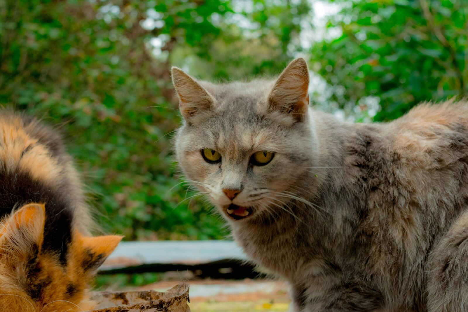Nikon D3400 sample photo. Cats, animals, cat photography