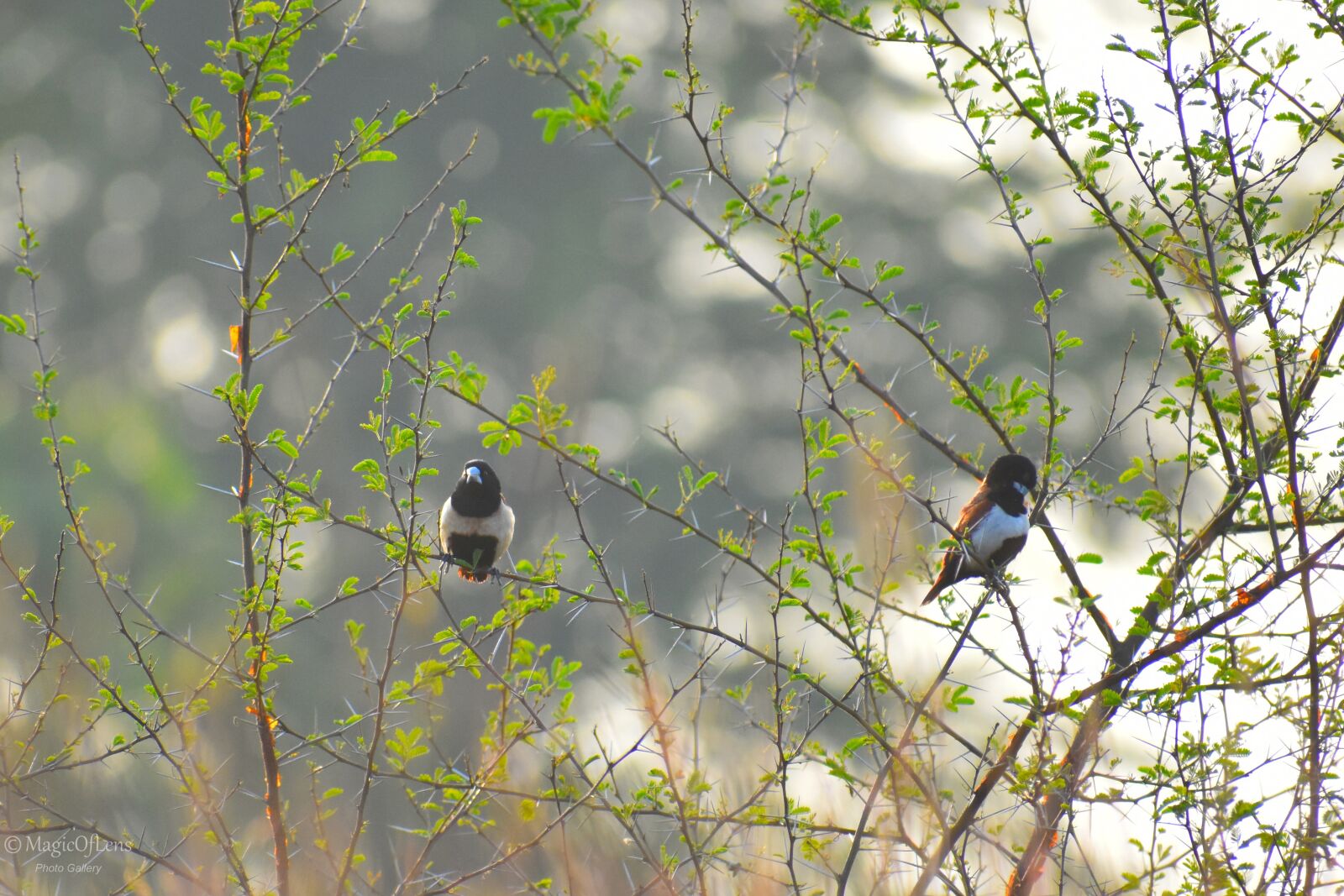 Nikon D3400 sample photo. Tricolor, munia, taking photography