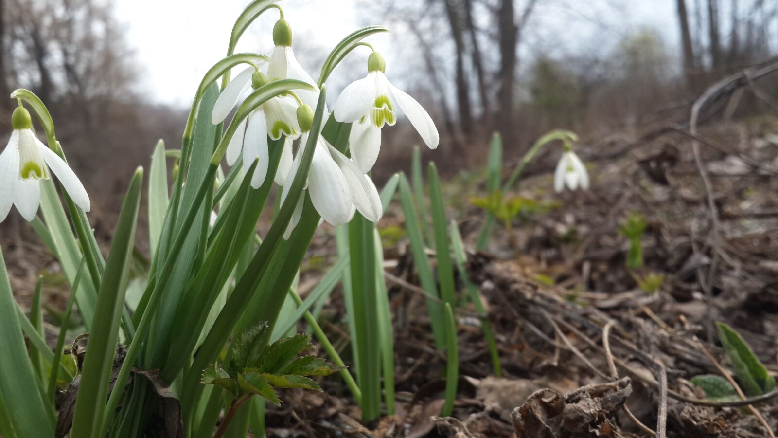 Samsung Galaxy S4 sample photo. Snowdrop, spring, nature photography