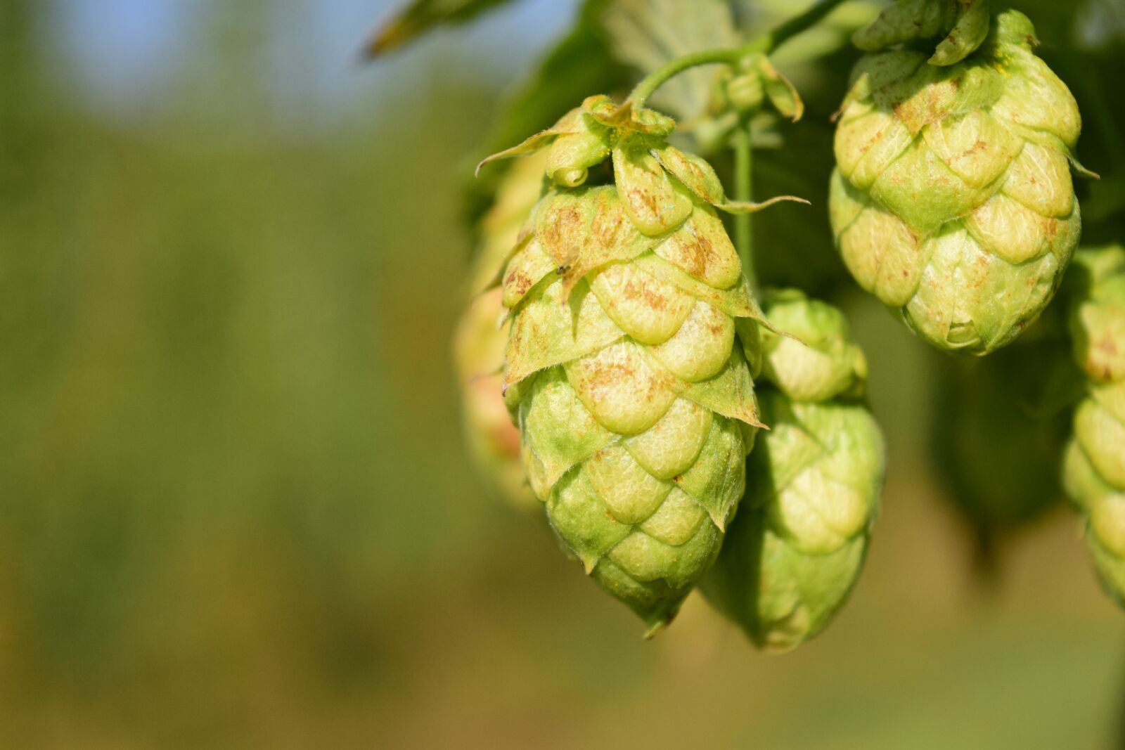 Nikon D3300 sample photo. Hops, close up, nature photography
