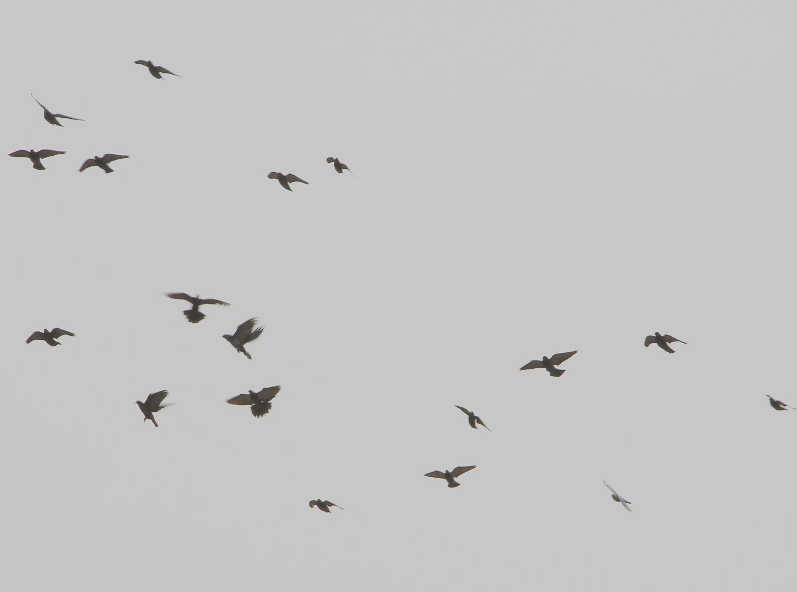 Canon EF 24-105mm F4L IS USM sample photo. Birds, bw photography
