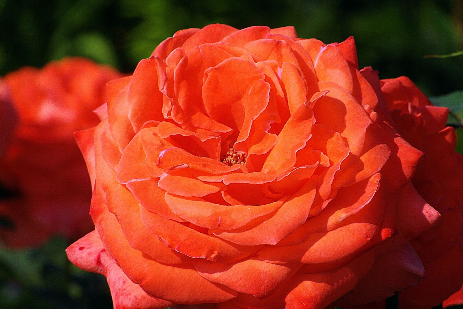 Samsung WB750 sample photo. Rose flower, orange, garden photography
