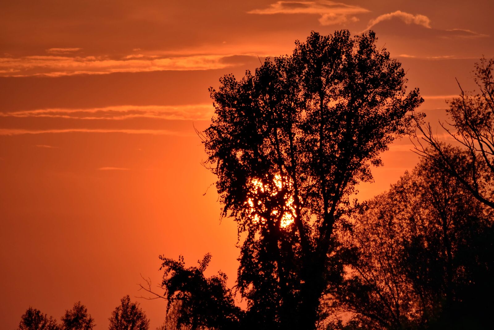 Nikon D5500 sample photo. Beautiful photo, silhouette, summer photography