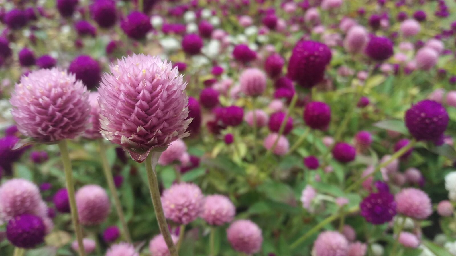Samsung Galaxy J5 sample photo. Flowers, spring, garden photography