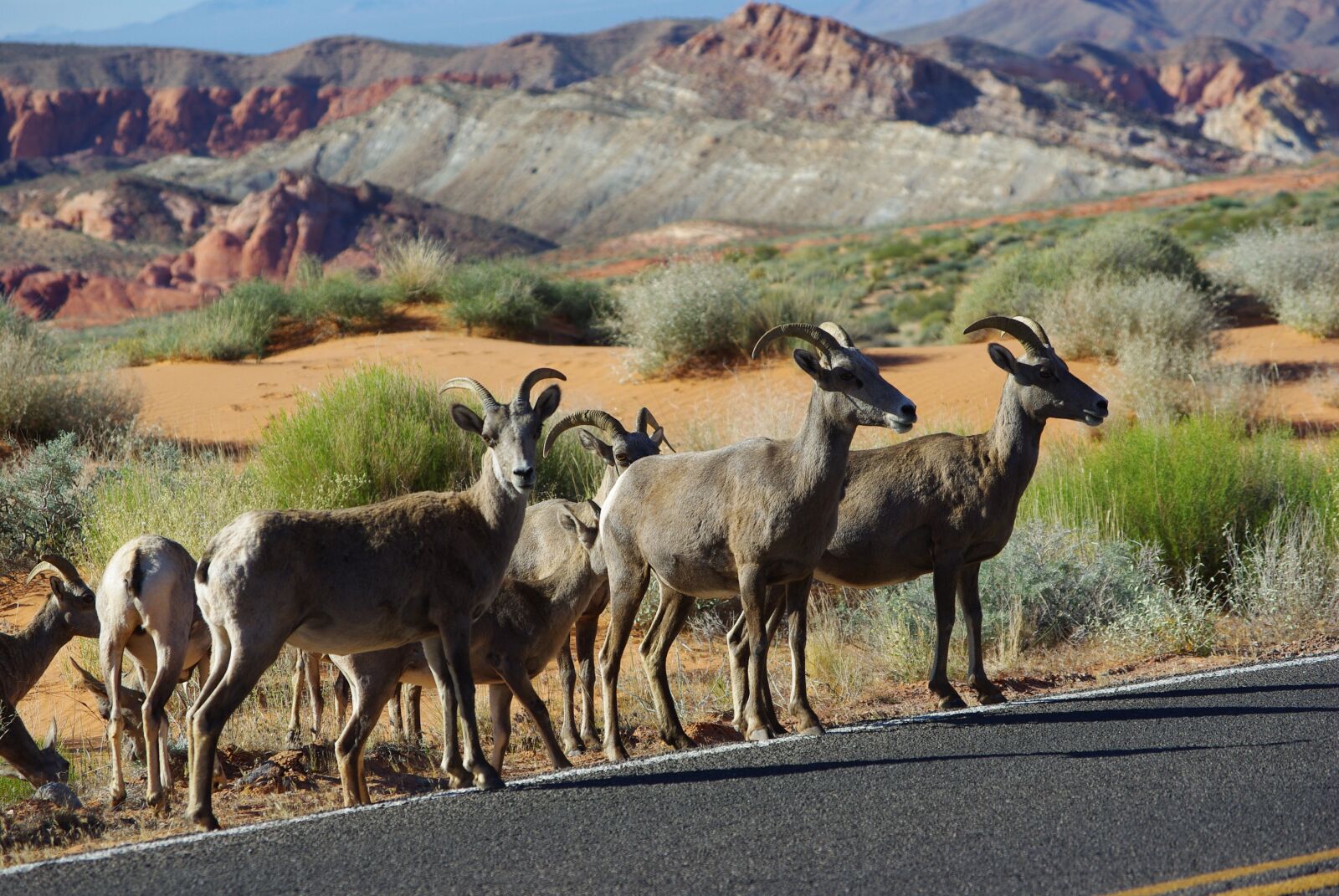 Pentax K200D sample photo. Sheep, bighorn, bighorn sheep photography