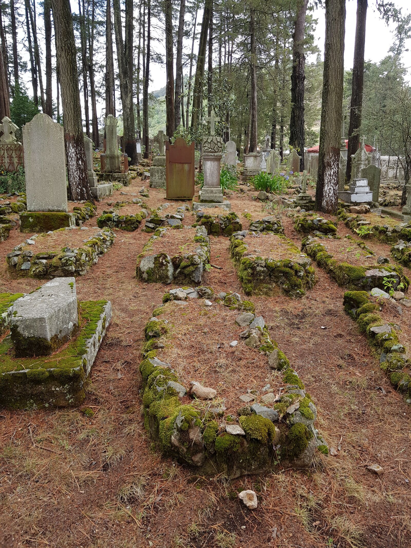 Samsung Galaxy S8+ sample photo. Graveyard, trees, cemetery photography