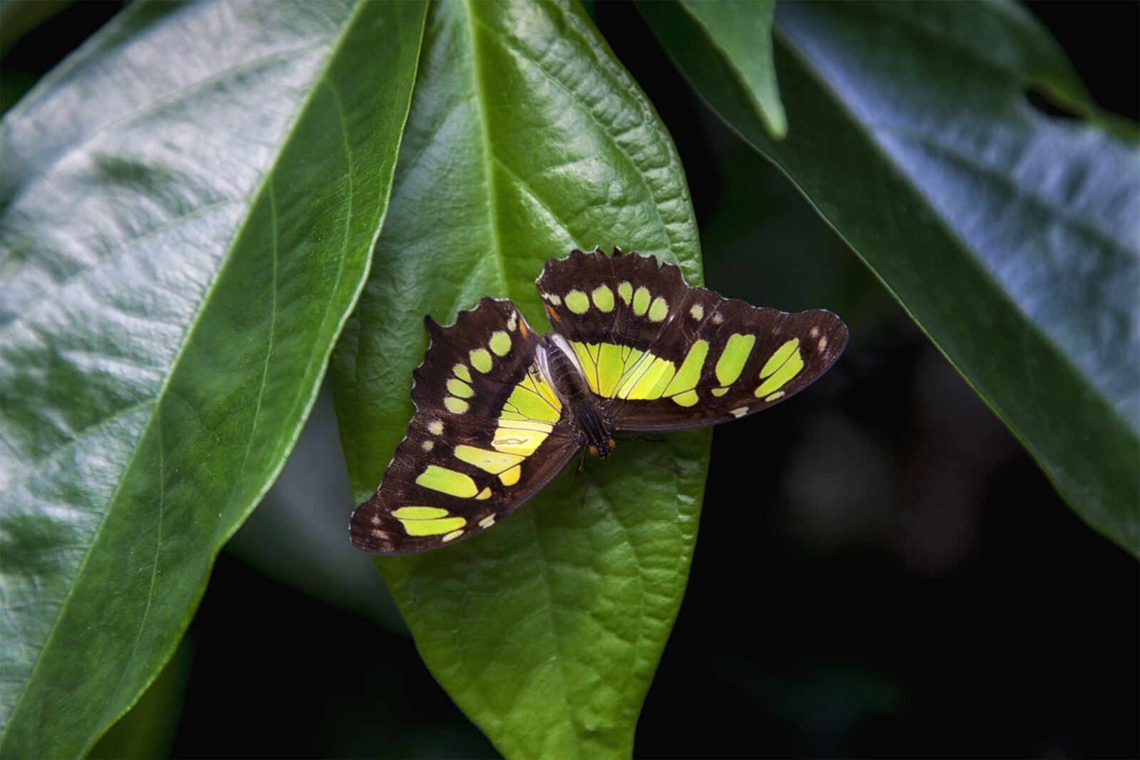 Canon EOS 5D Mark II sample photo. Butterfly, leaf, green photography