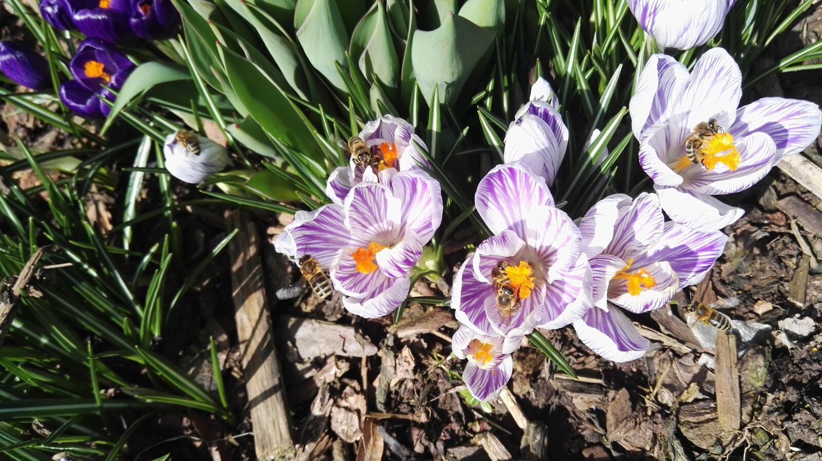 HUAWEI P8 sample photo. Purple, and, white, purple photography
