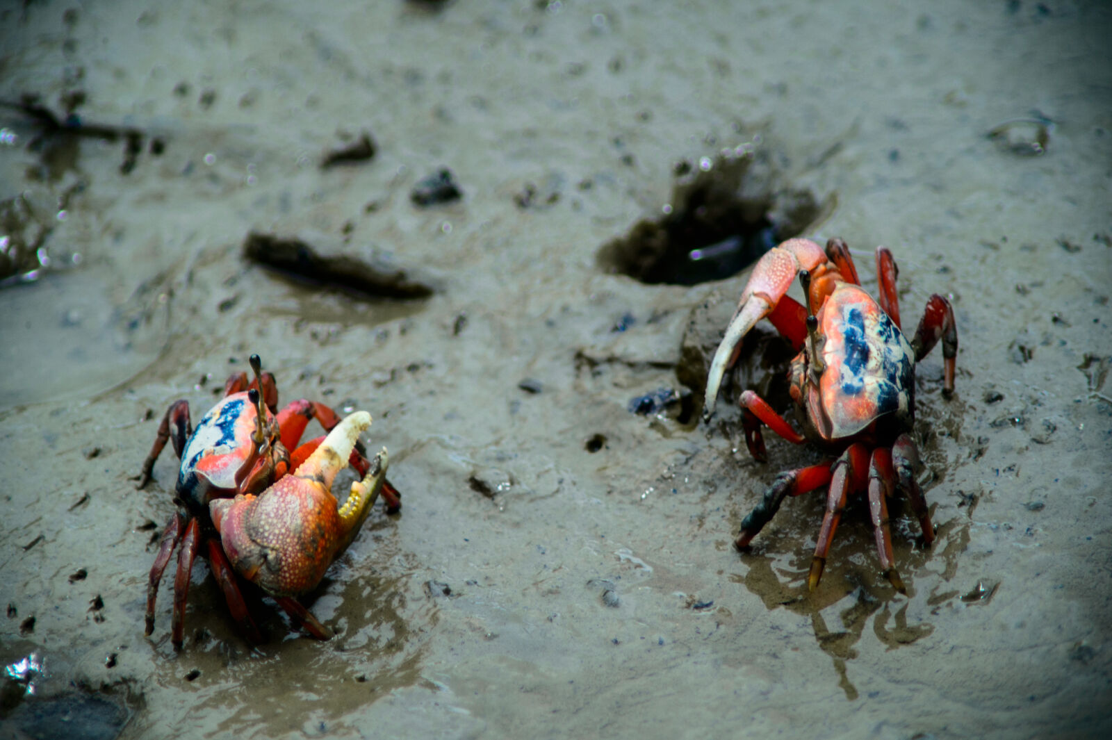 Nikon Df sample photo. Crabs, wetland, wild, wild photography