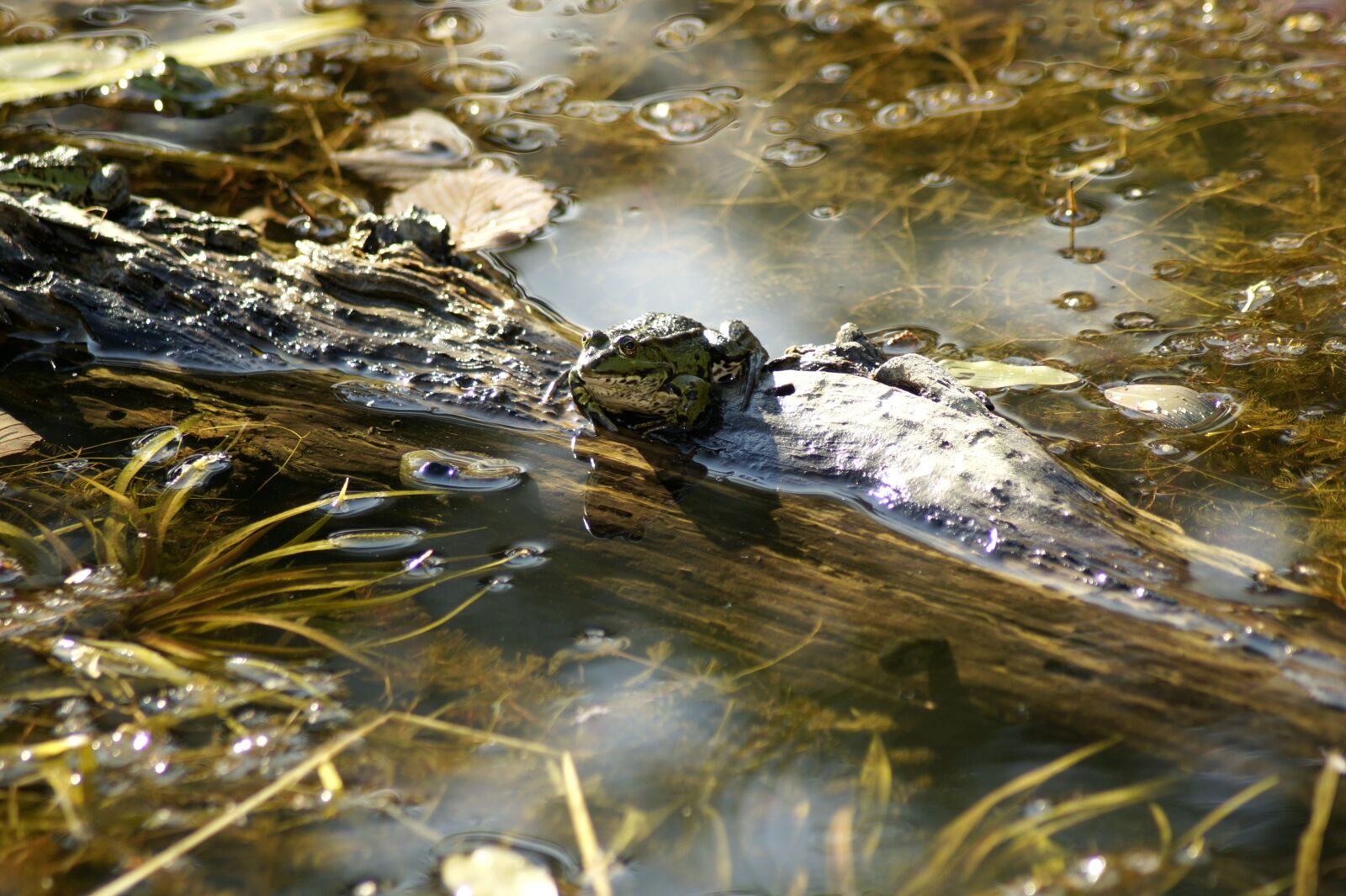 Sony SLT-A58 sample photo. Frog, animal, water photography