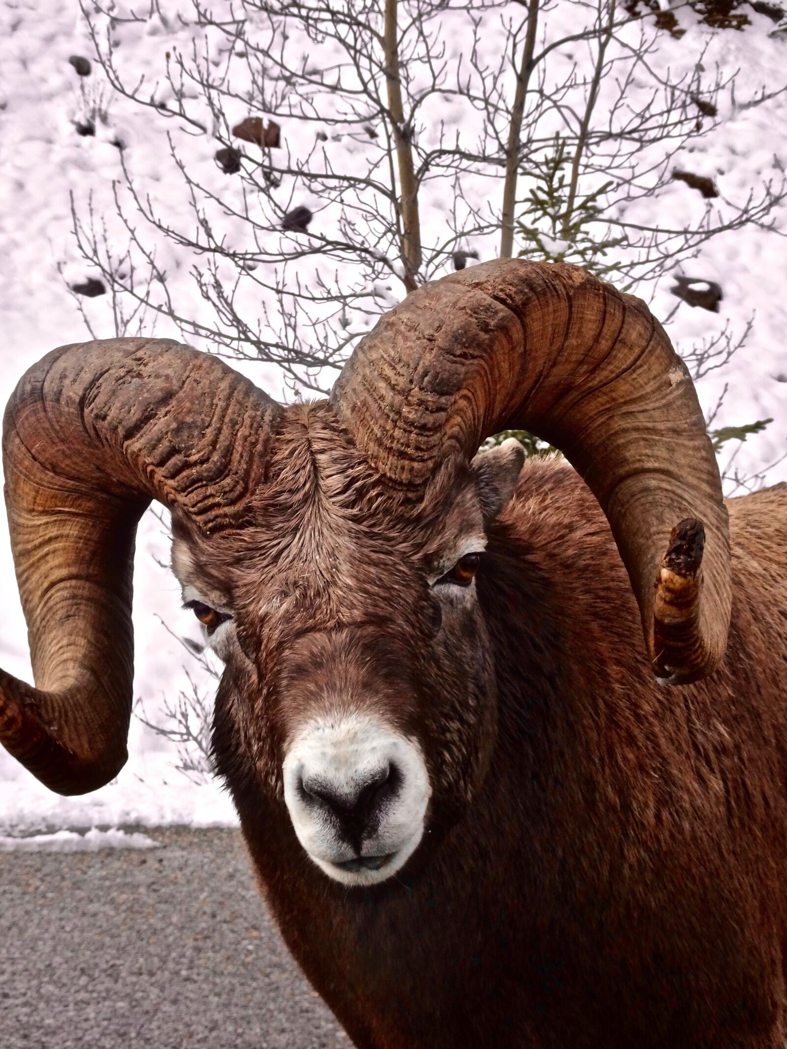 Sony Cyber-shot DSC-HX90V sample photo. Big horn sheep, ram photography