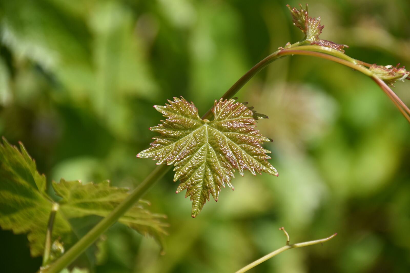 Nikon D5600 sample photo. Vine leaf, leaf, leaf photography