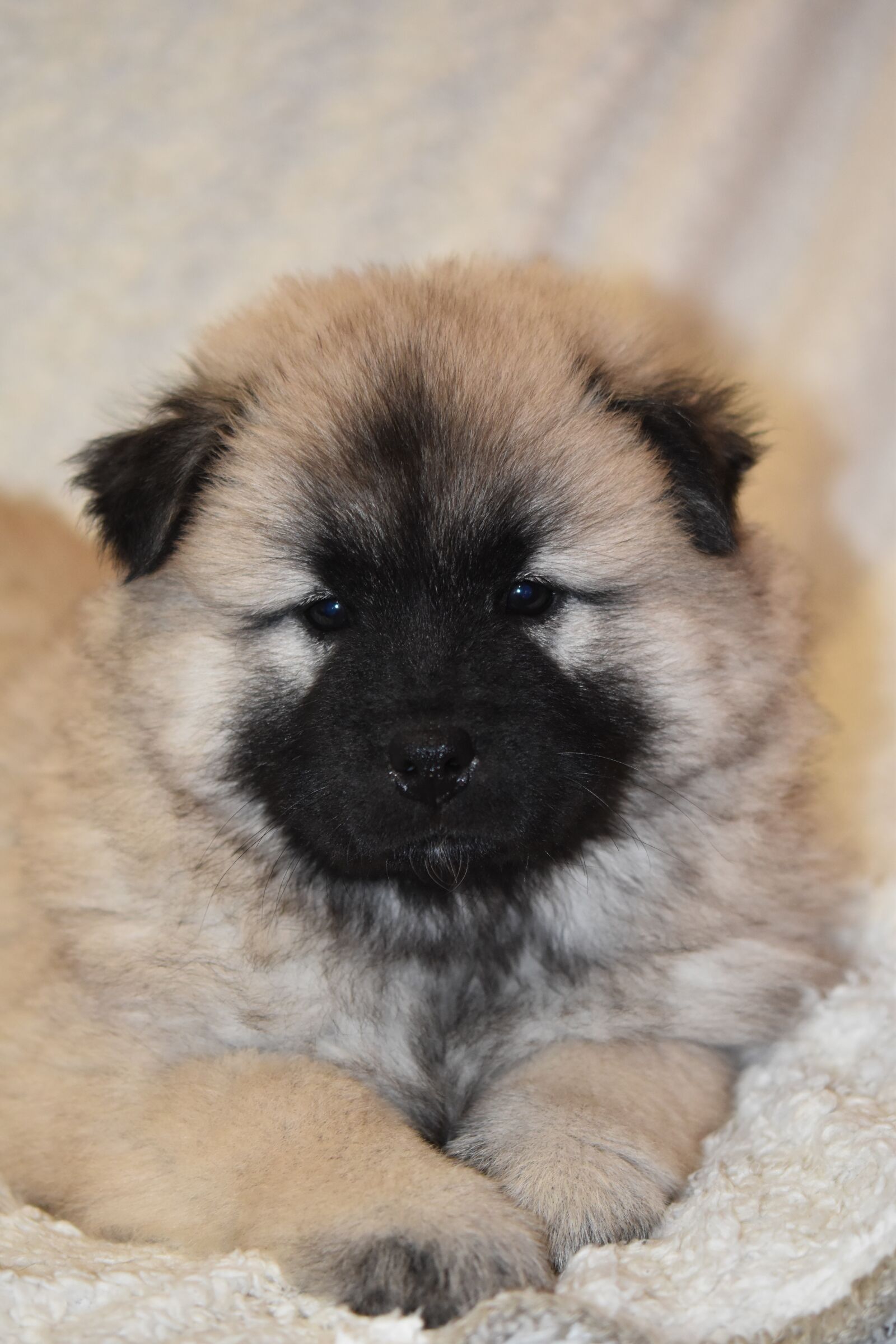 Nikon D5600 sample photo. Puppy, dog, dog eurasier photography
