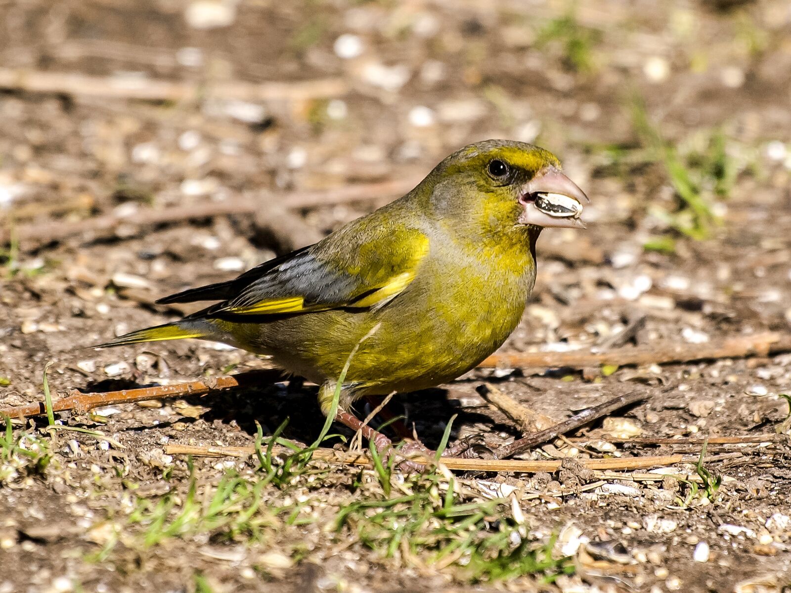 Olympus E-3 sample photo. Greenfinch, fink, bird photography