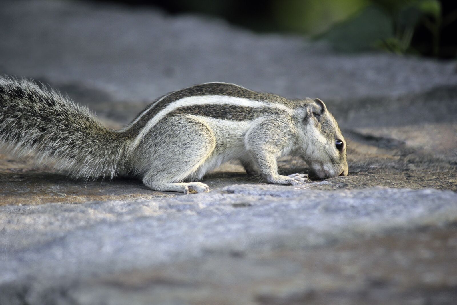 Canon EOS 550D (EOS Rebel T2i / EOS Kiss X4) sample photo. Squirrel, animal, wildlife photography