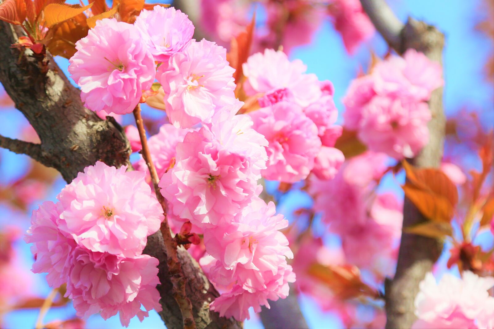 Canon EF 24-105mm F4L IS USM sample photo. Flowers, cherry, spring photography