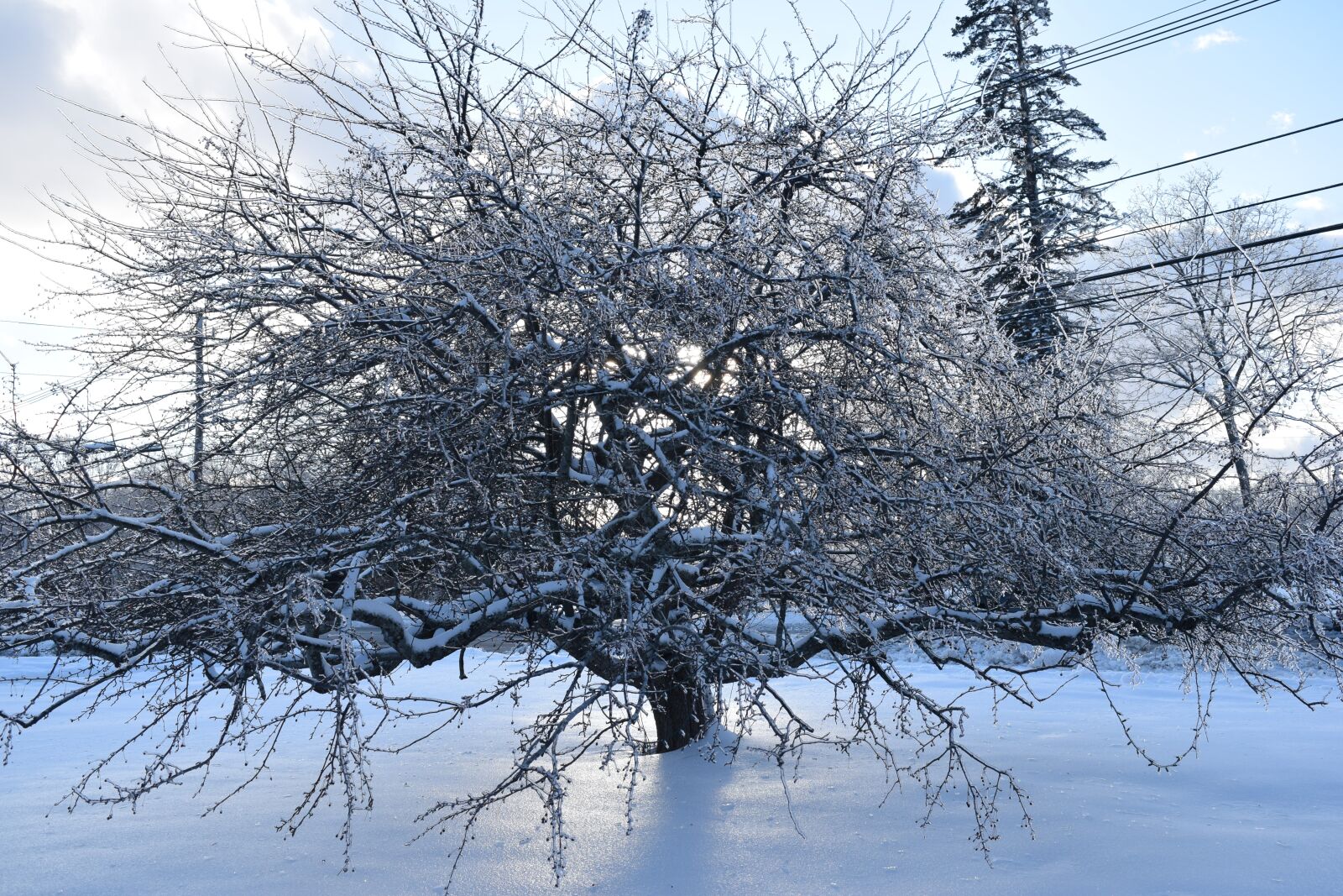 Nikon D5300 sample photo. Tree, frozen, winter photography