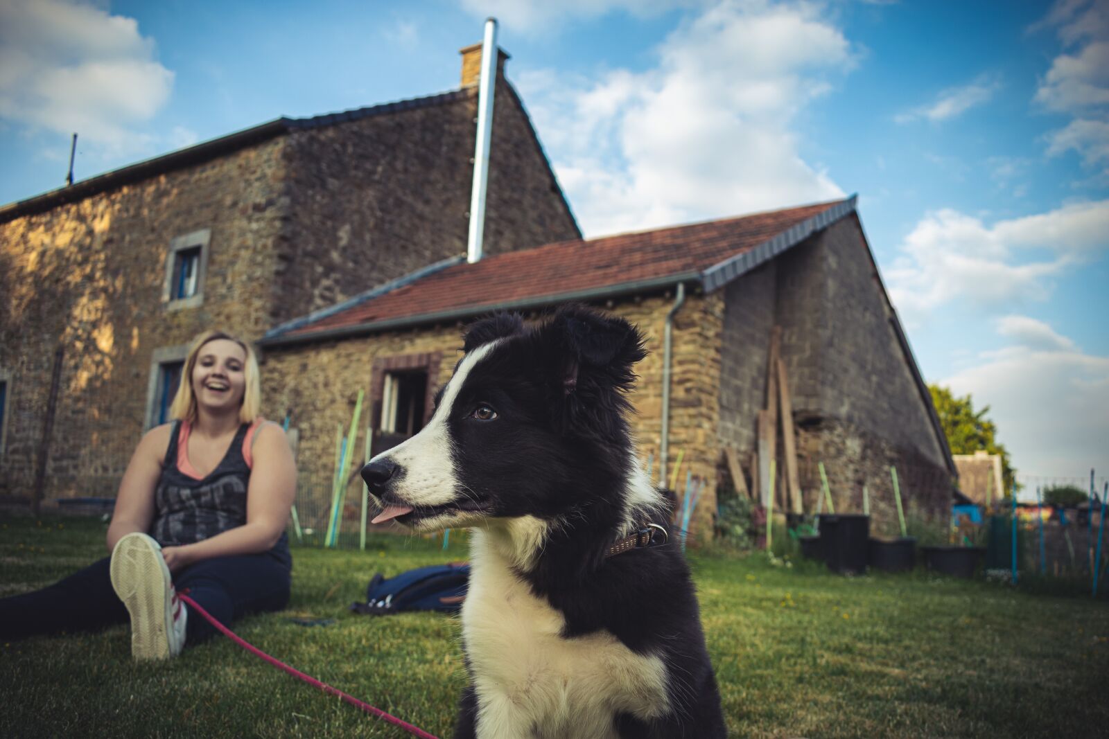 Nikon D3500 sample photo. Border, collie, puppy photography