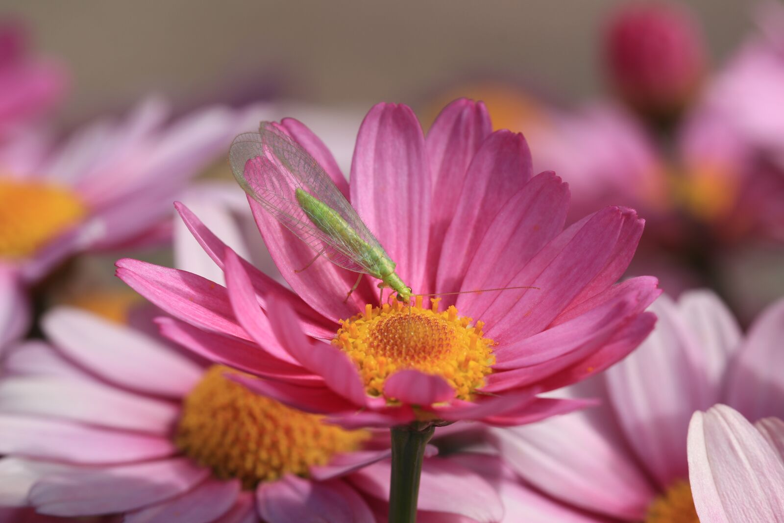 Canon EF 100mm F2.8L Macro IS USM sample photo. Insects, fly, green photography