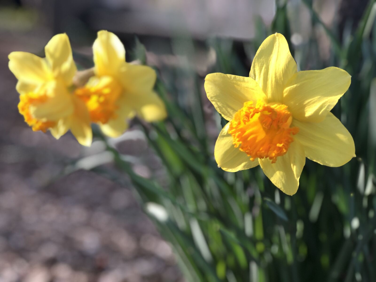 iPhone 8 Plus back dual camera 6.6mm f/2.8 sample photo. Daffodils, spring, flowers photography