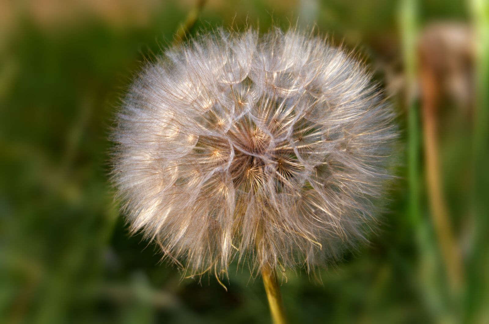 Fujifilm X-A2 sample photo. Dandelion, plant, flower photography