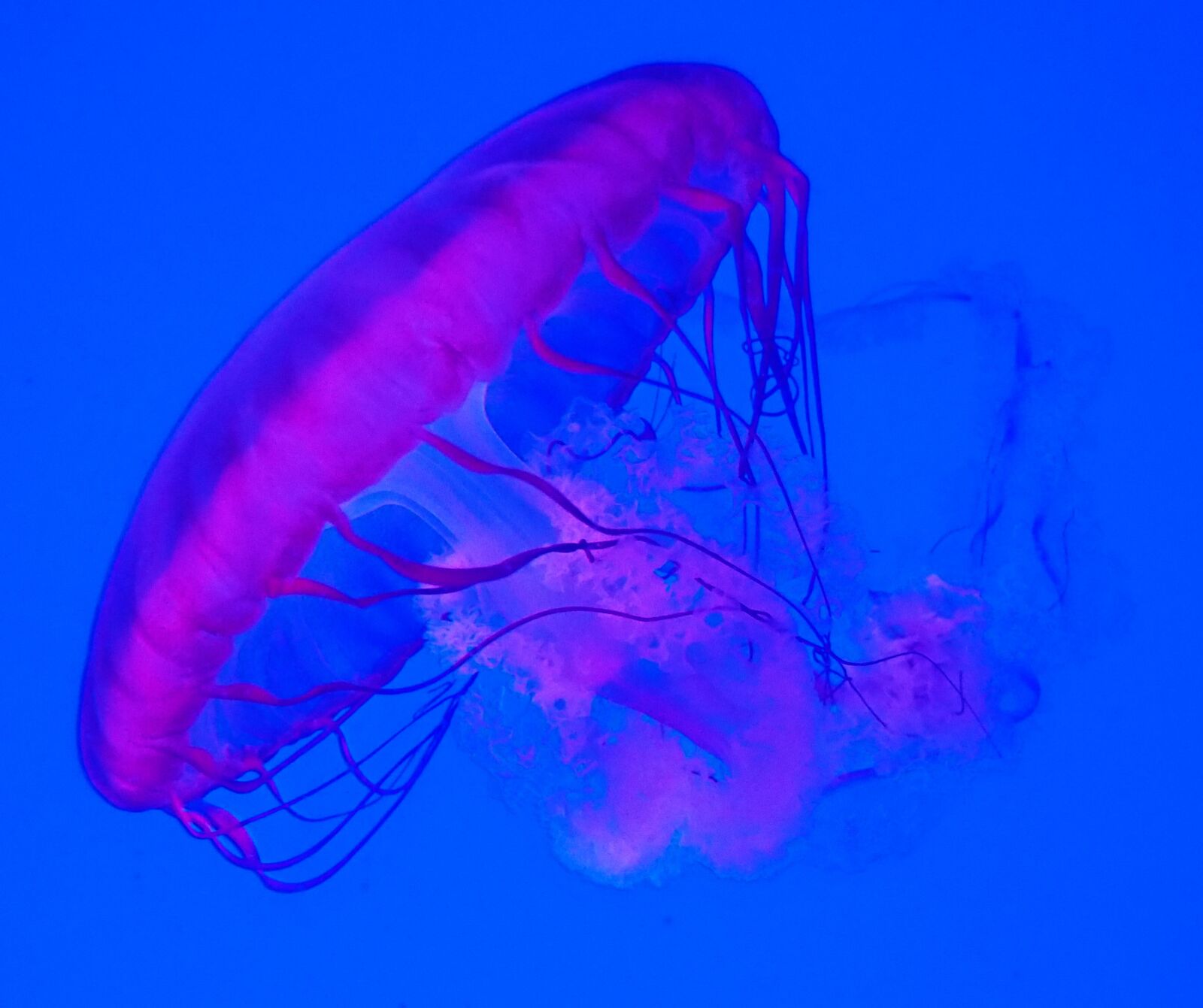 Olympus OM-D E-M10 II sample photo. Aquarium, pink, jellyfish photography