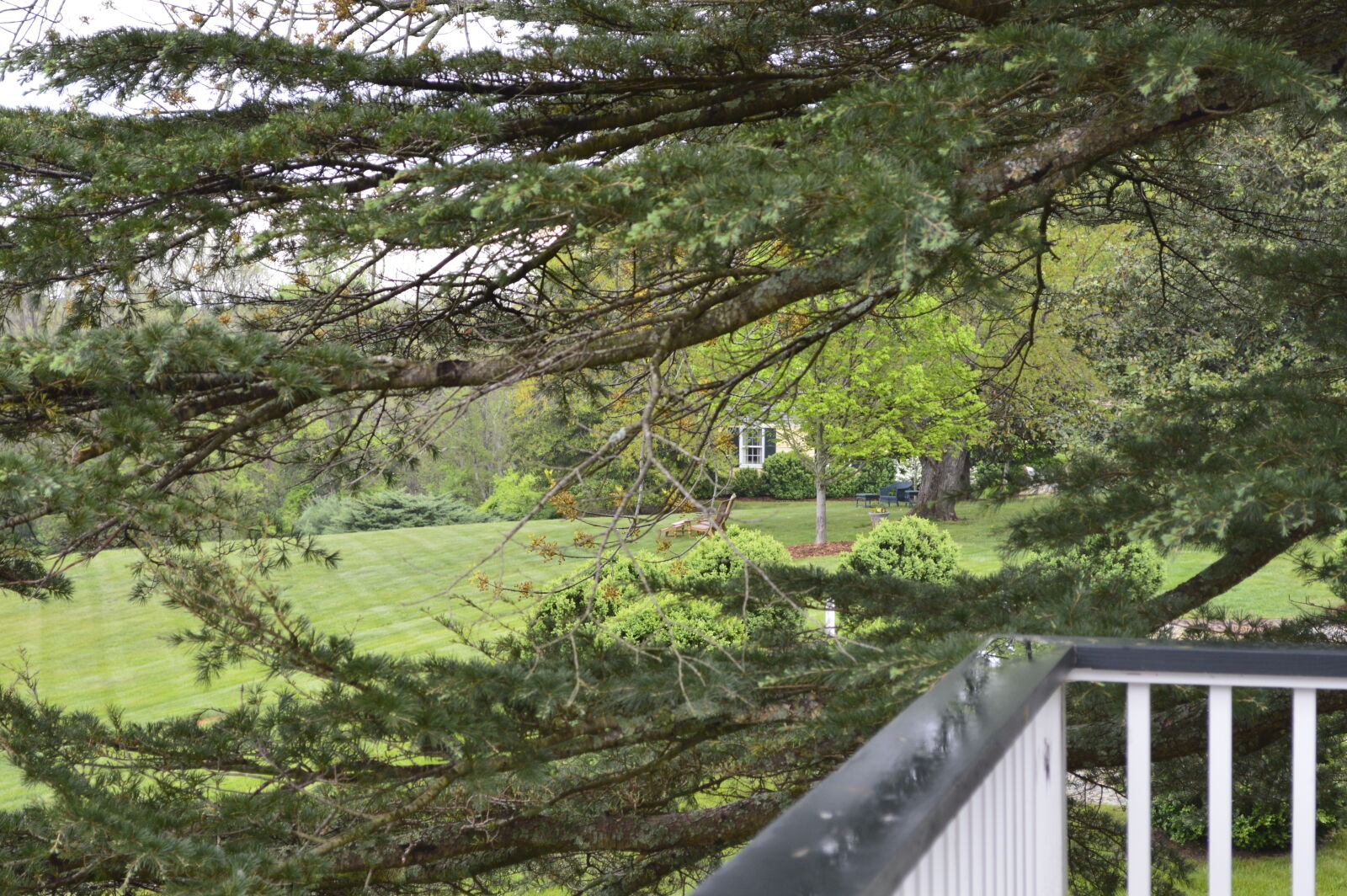 Nikon D3200 sample photo. Balcony, ct, evergreen, grass photography