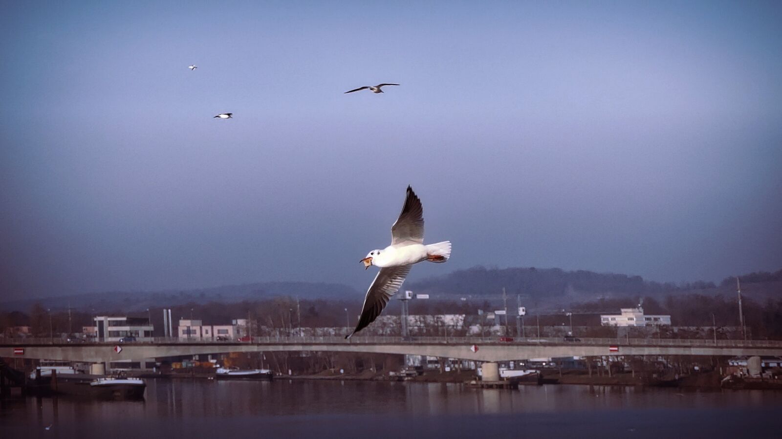 Panasonic Lumix DMC-FZ2500 (Lumix DMC-FZ2000) sample photo. Seagull, weil am rhein photography