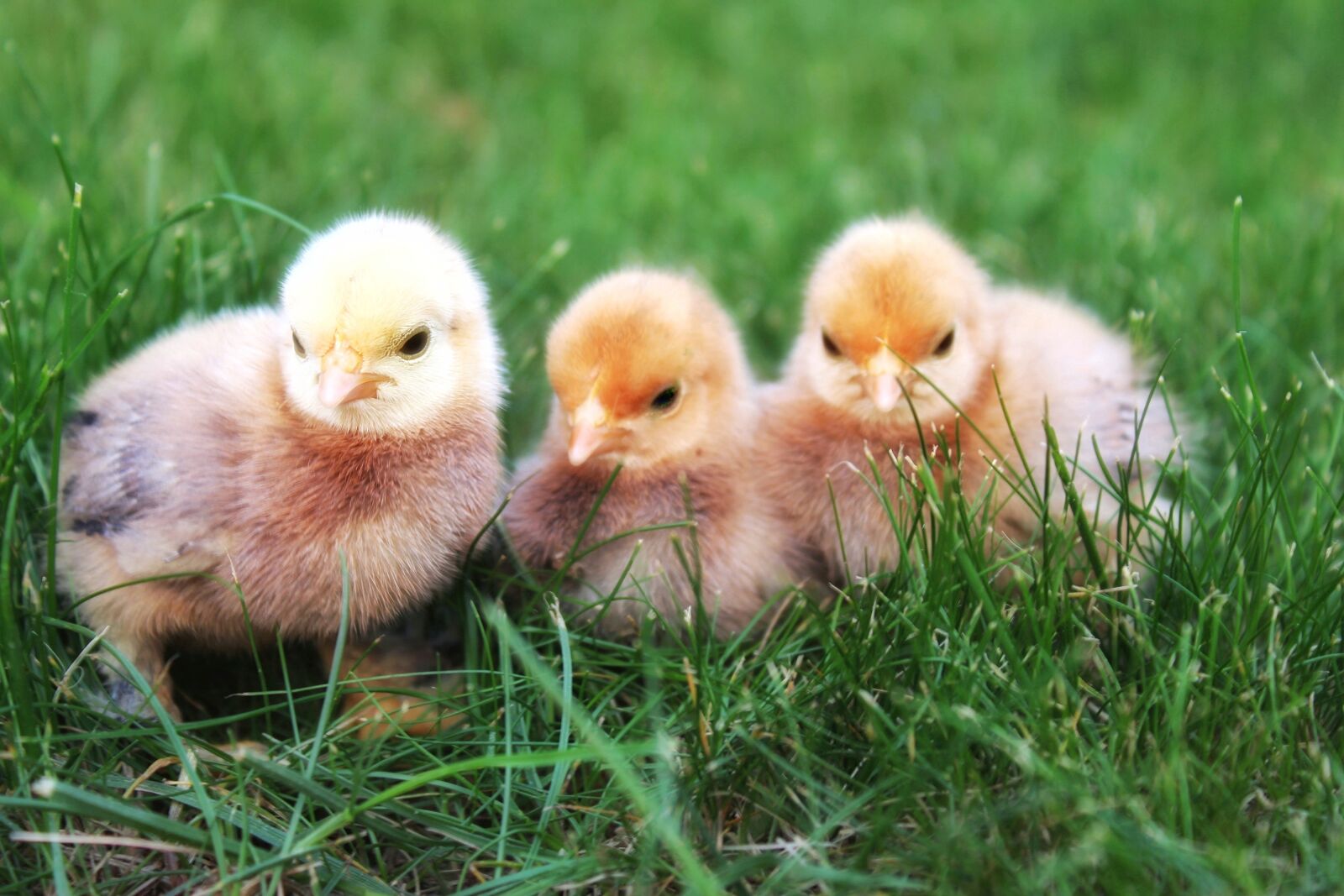 Canon EOS 1300D (EOS Rebel T6 / EOS Kiss X80) sample photo. Chicks, chicken, hatched photography