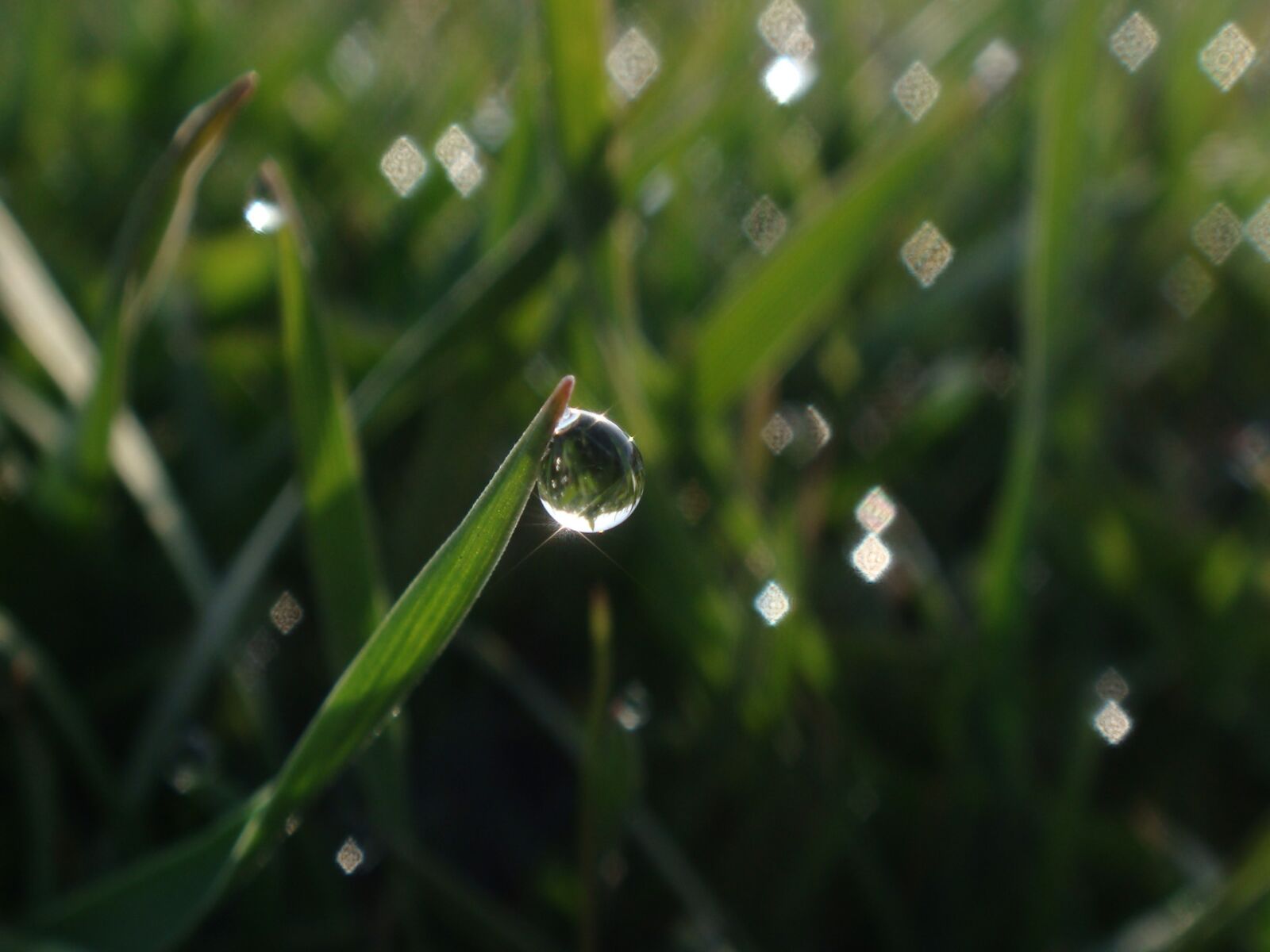 Sony DSC-T70 sample photo. Drop, grass, fresh photography