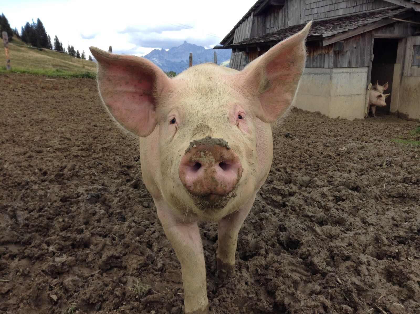 Apple iPod touch sample photo. Pig, agriculture, nature photography