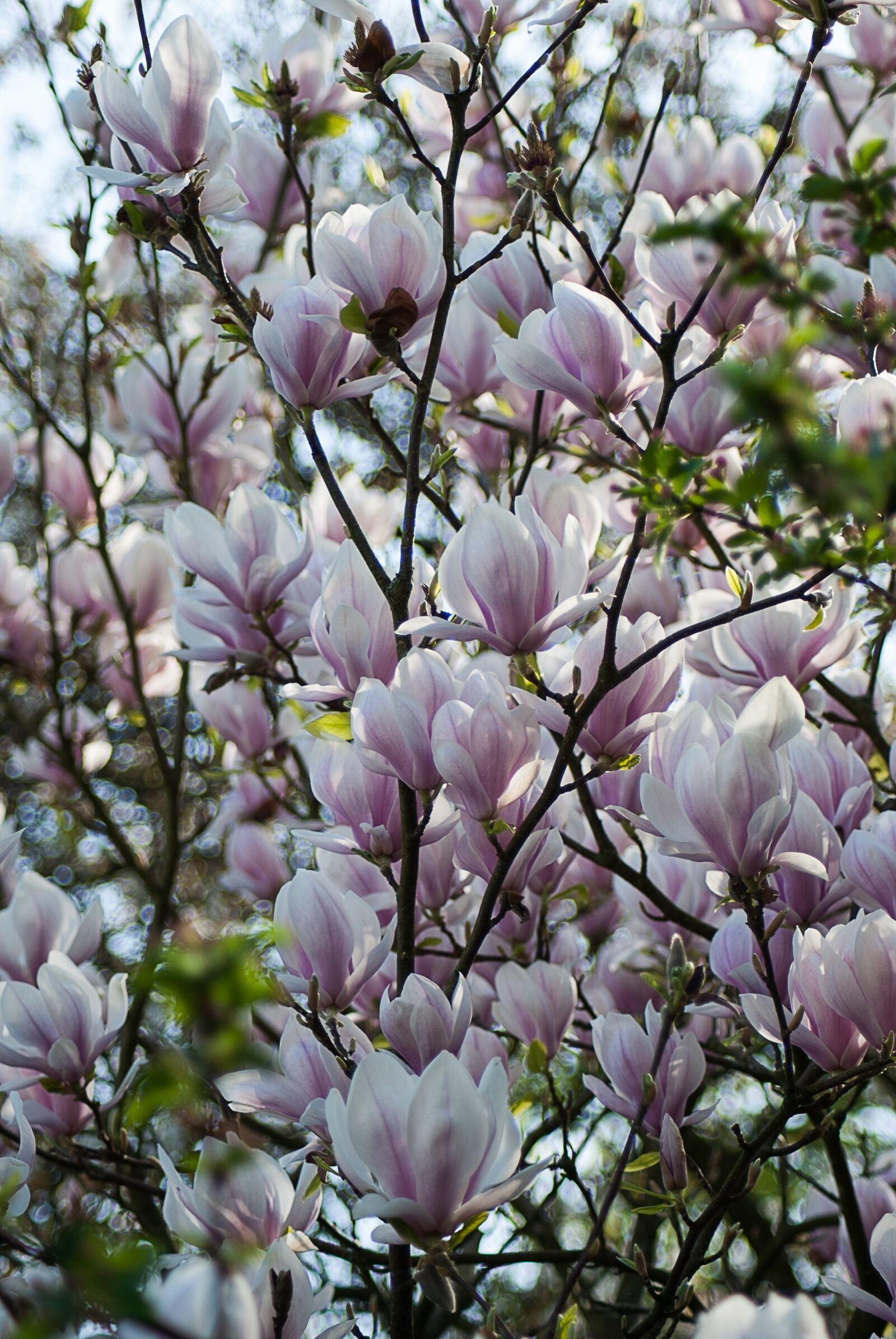 Nikon D3000 sample photo. Magnolia, blossom plant, nature photography
