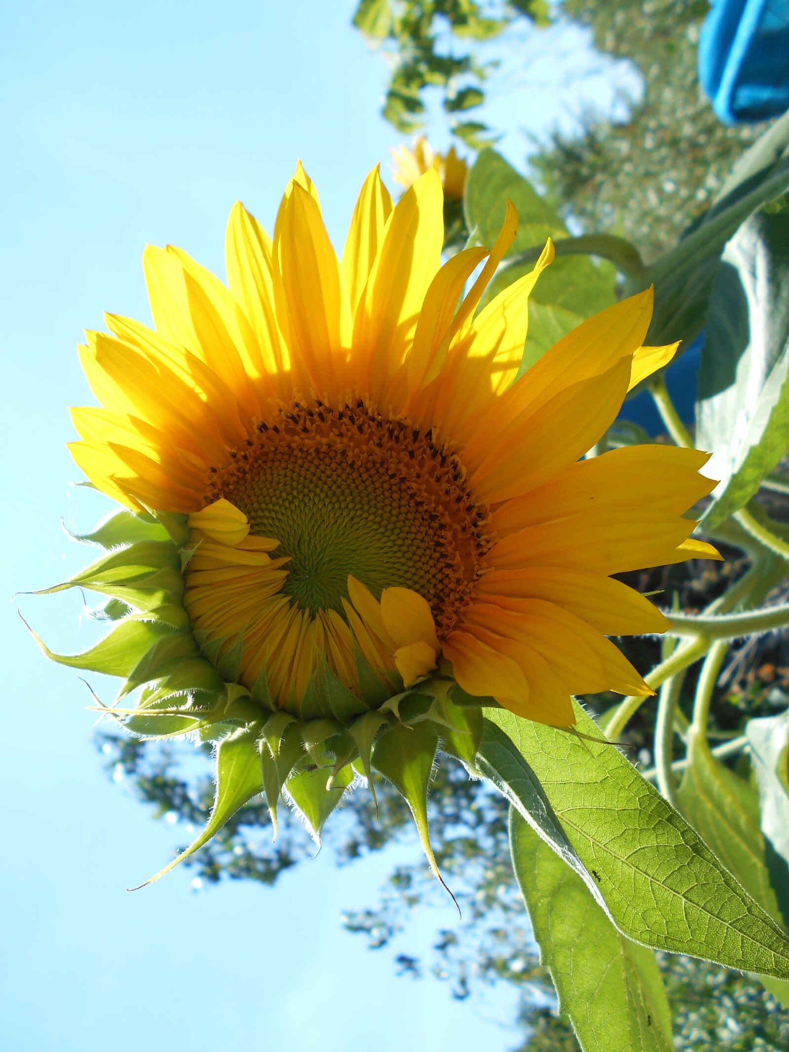 Nikon Coolpix S2900 sample photo. Sunflower, flower, yellow photography