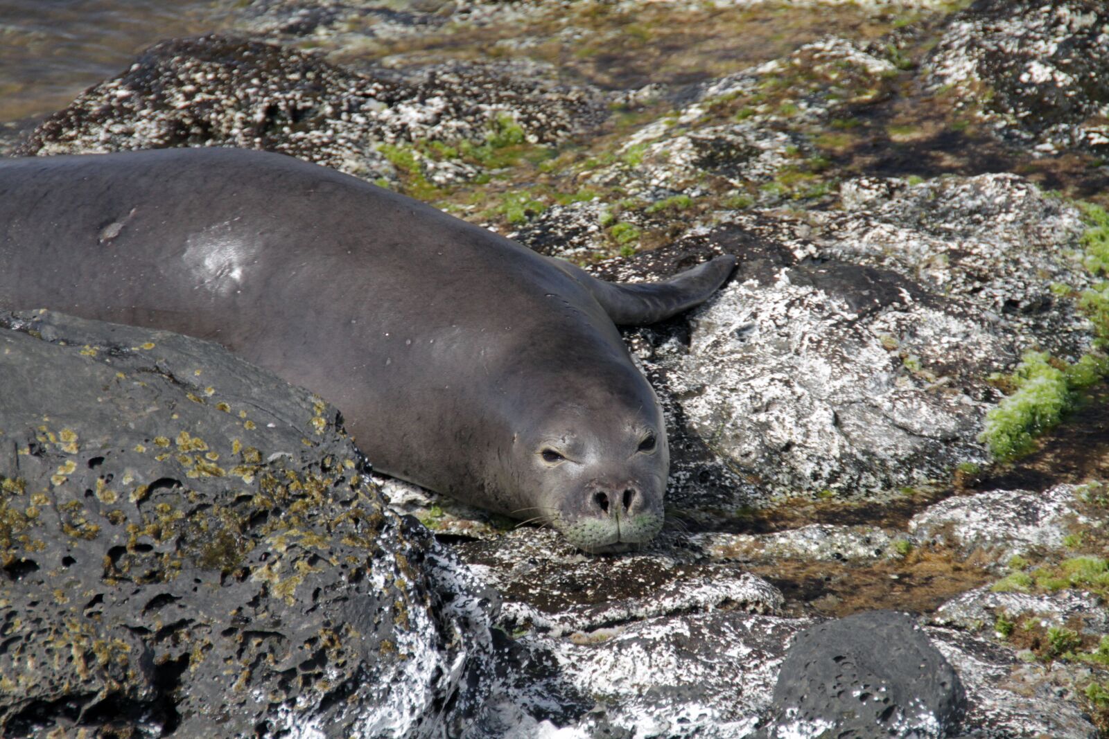 Canon EOS 7D sample photo. Sea lion, animal, seal photography