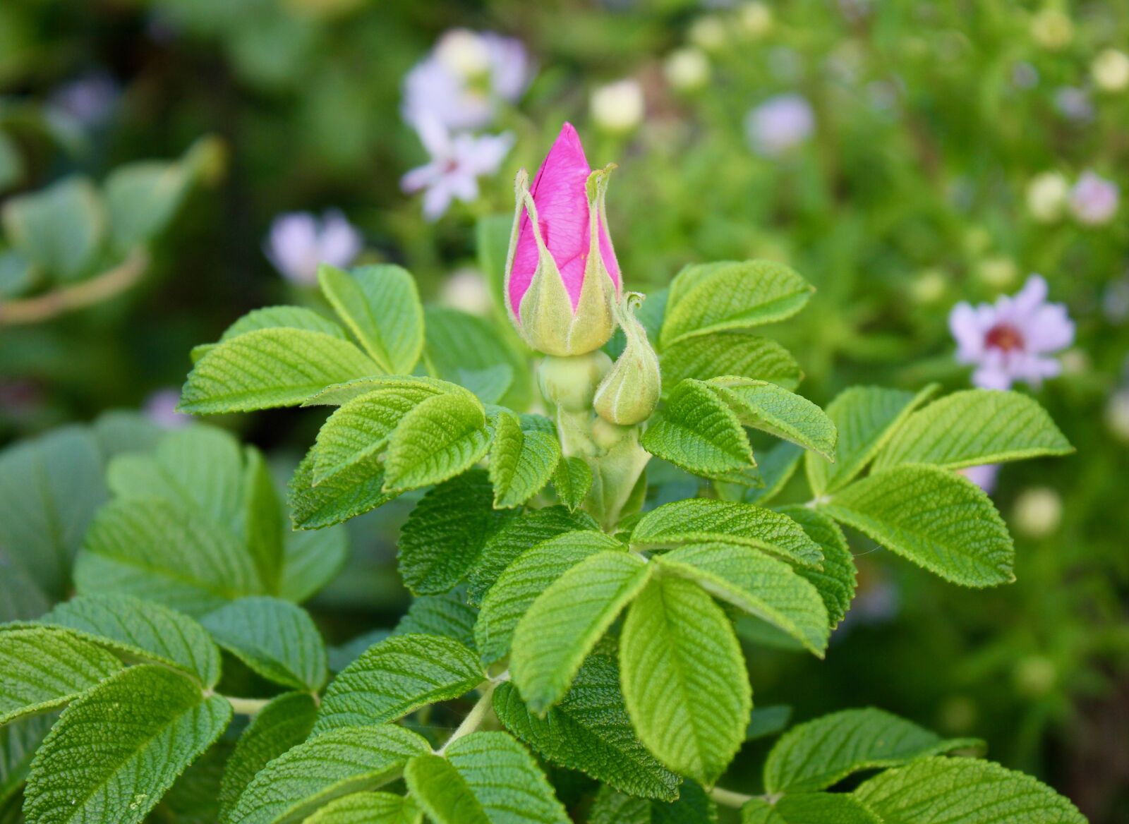 Canon EOS 550D (EOS Rebel T2i / EOS Kiss X4) sample photo. Rose, rosebud, rugosa rose photography
