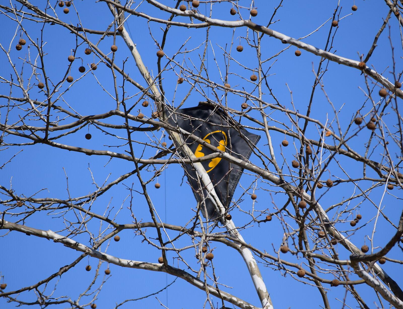 Nikon D3300 sample photo. Kite in tree, kite photography