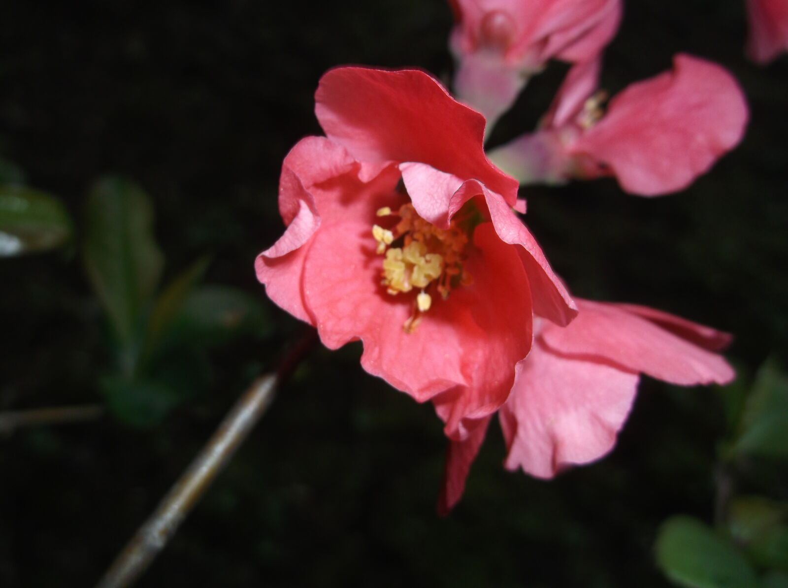 Fujifilm FinePix AX660 sample photo. Apple, tree, flower, pink photography