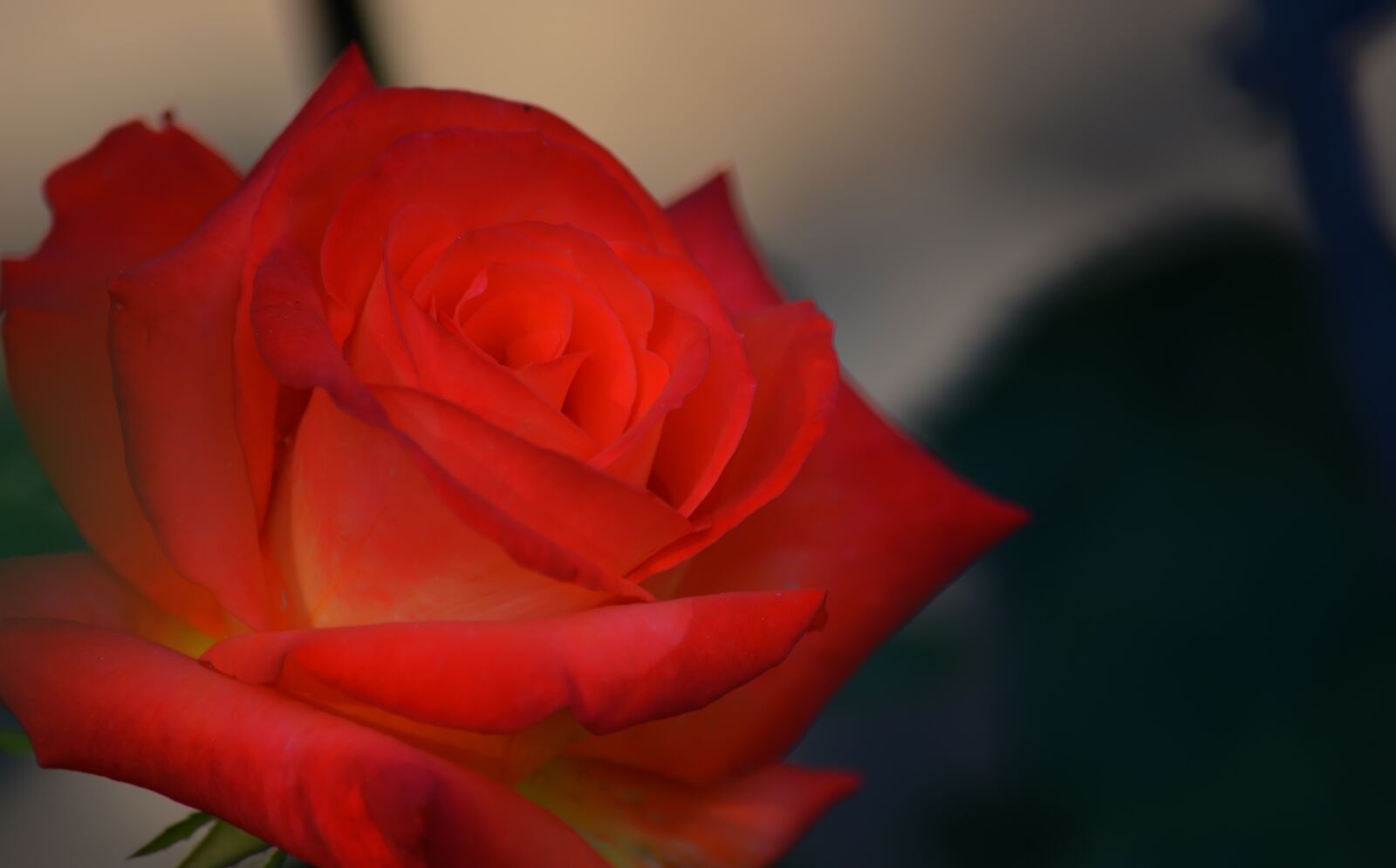 Nikon D5200 sample photo. Rose, bush, flowers photography