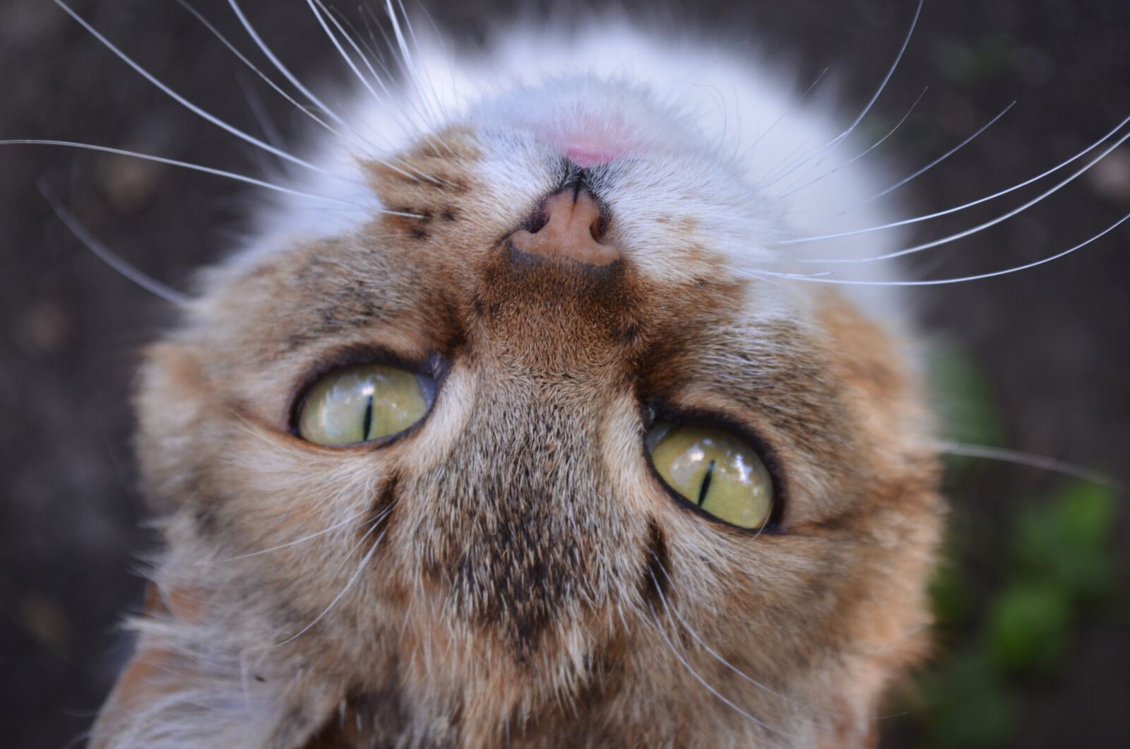 Nikon D5100 sample photo. Cat, eyes, snout photography