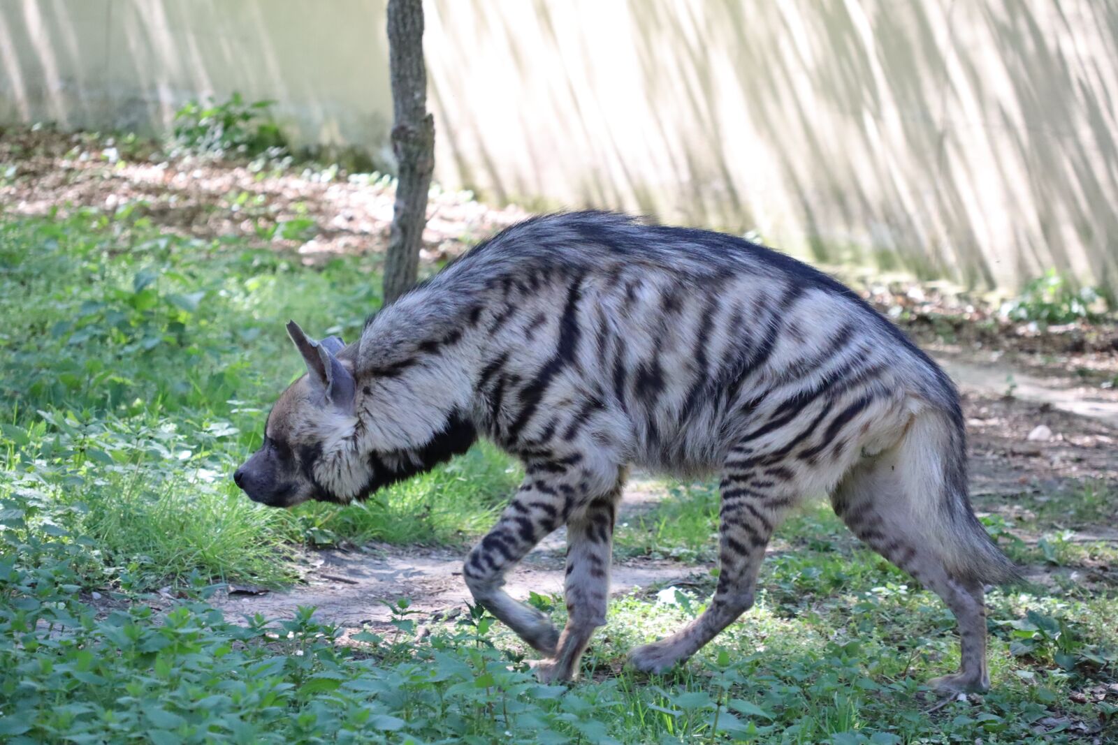 Canon EOS M50 (EOS Kiss M) + Canon EF-M 18-150mm F3.5-6.3 IS STM sample photo. Hyena, animal world, animal photography