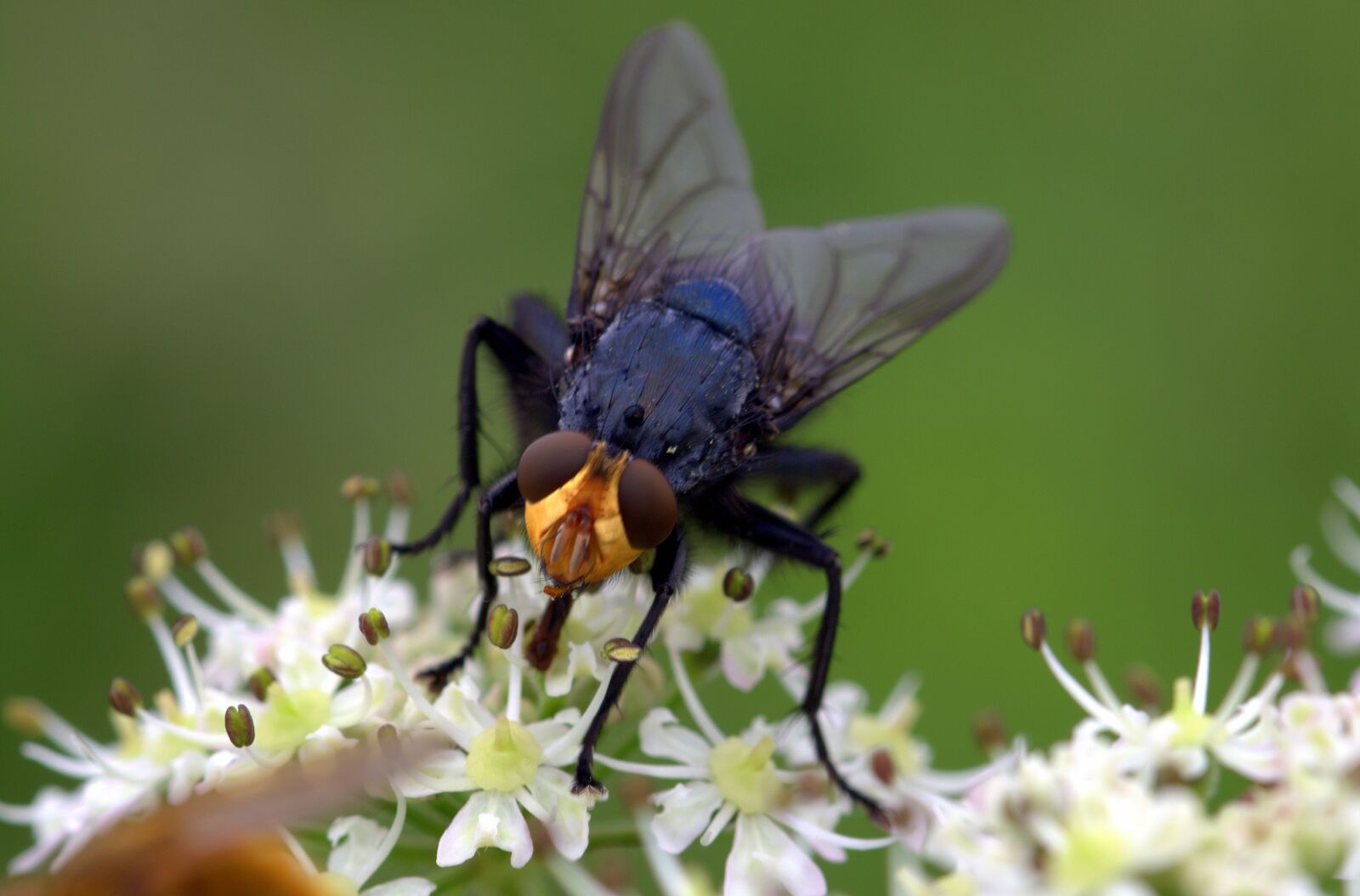 Canon EOS 650D (EOS Rebel T4i / EOS Kiss X6i) sample photo. Fly, dead fly, cynomya photography