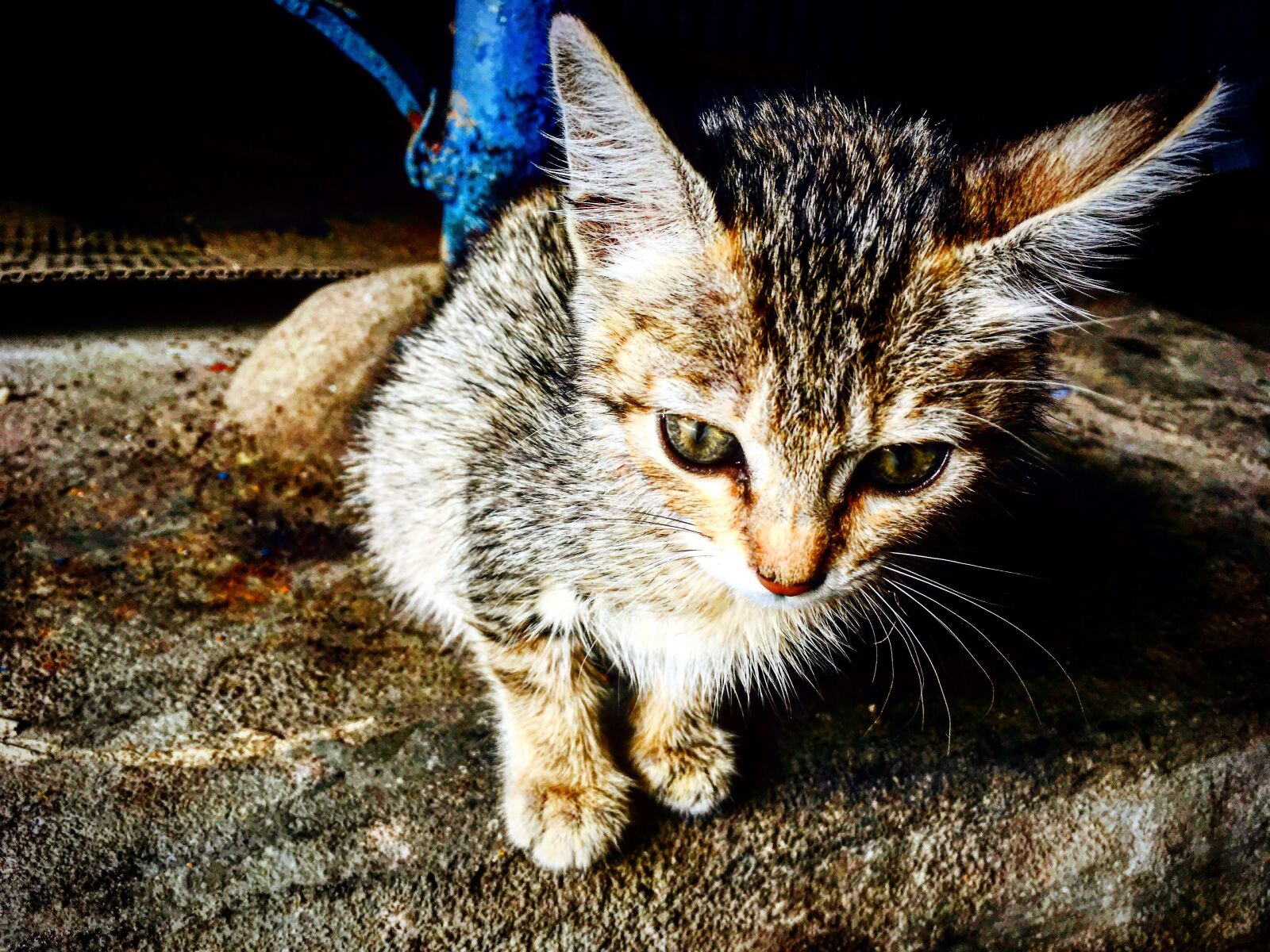 iPhone SE back camera 4.15mm f/2.2 sample photo. Animal, beautiful, cat photography