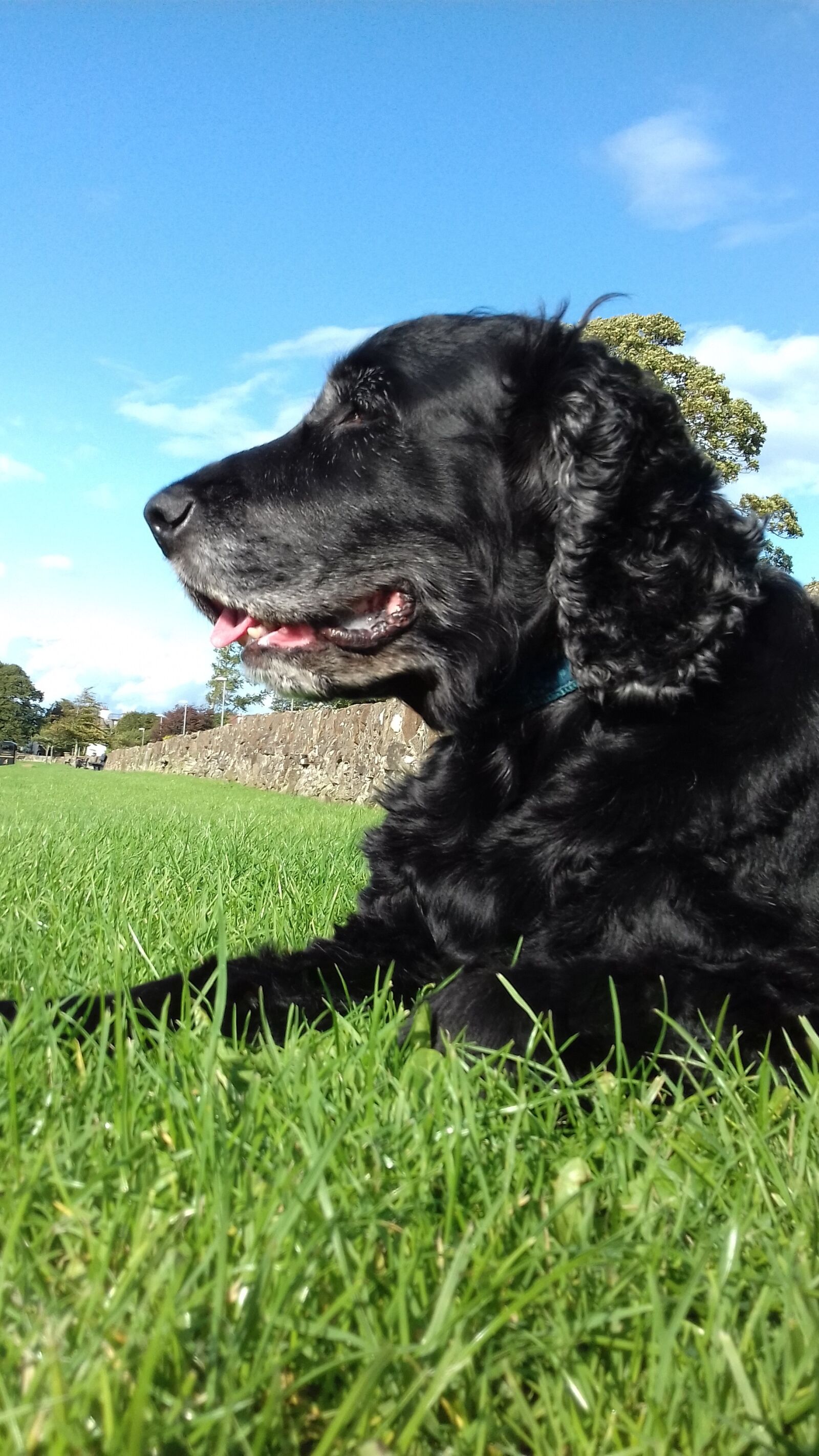 Samsung Galaxy J3(2016) sample photo. Dog, content, animal photography